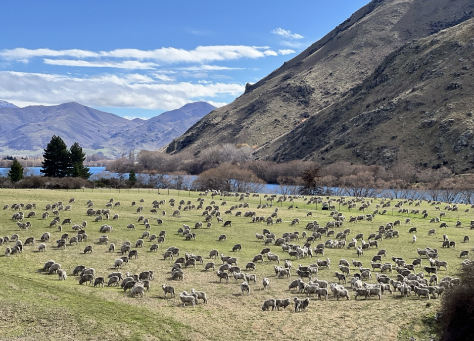 Un viaggio alla scoperta della lana tra Nuova Zelanda e Australia e della seta in Cina con gli studenti del Biella Master